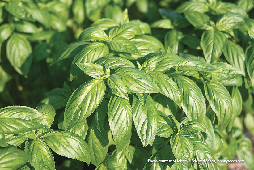 Prospera basil plant:Prospera is the first certified organic basil variety with genetic resistance to downy mildew.