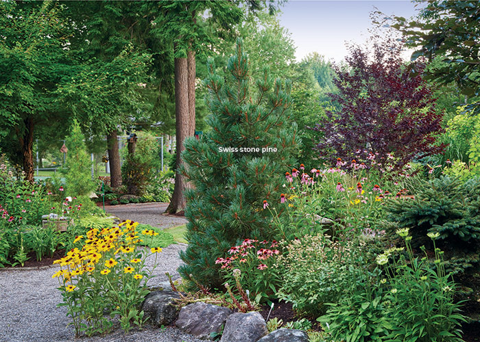 Swiss stone pine tree in a bed of coneflowers: Many of the trees are finally beginning to reach full size. Conifers like this Swiss stone pine often only grow about 6 inches per year.