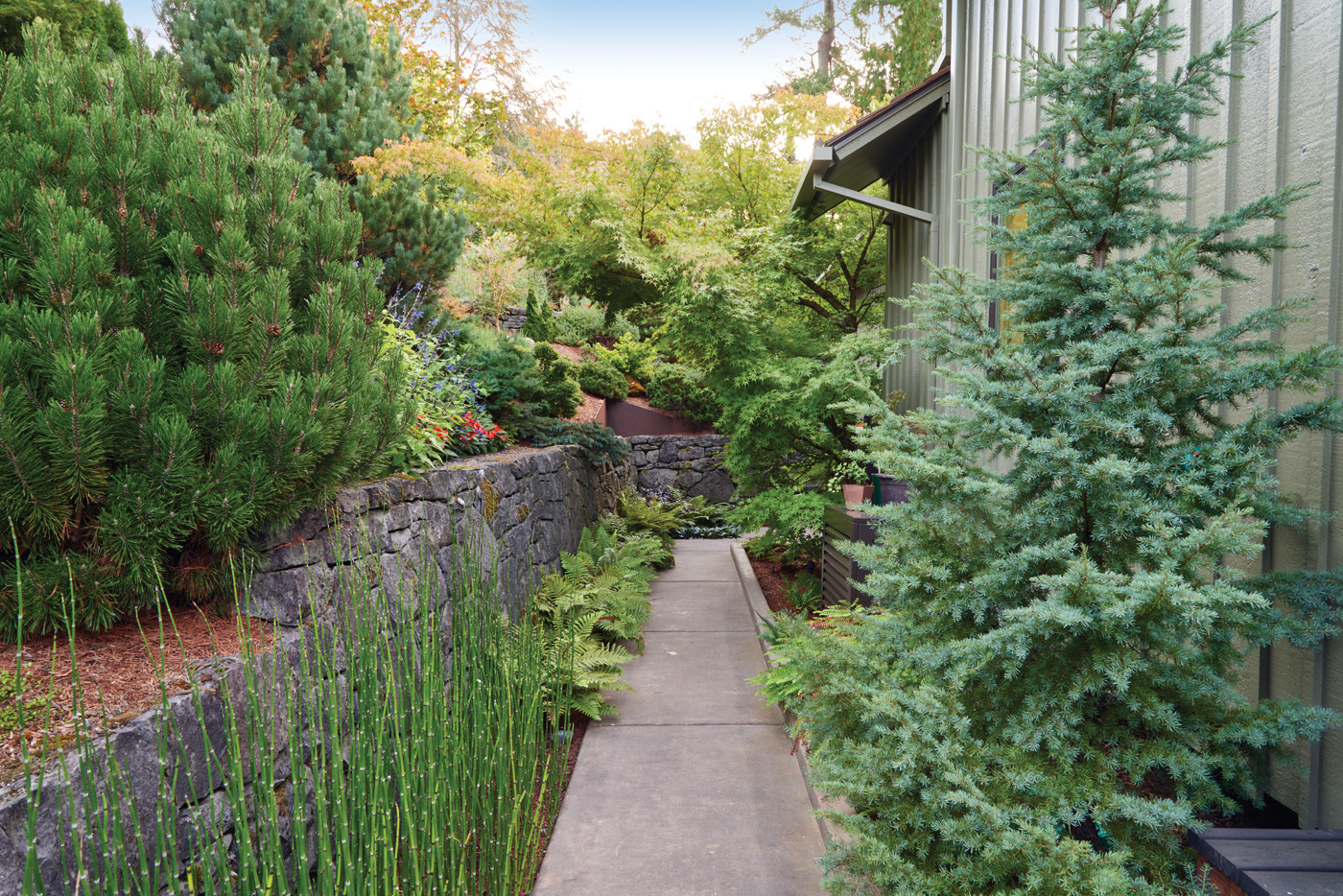 GG188 FG 04 gamp0454 256826: Even though it’s just 6 feet wide, this narrow backyard doesn’t feel cramped. Gene positioned most of the tall varieties higher on the slope and the dwarf ones farther down, so you can still see a good bit of sky and the view along the sidewalk is clear. 
