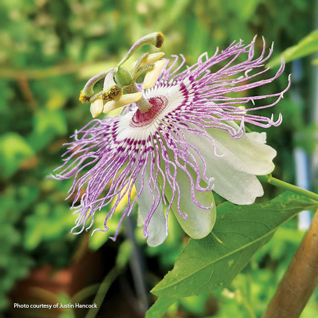 Purple passion flower bloom close-up: Purple passionflower vines produce these showstopping blooms that the butterflies can't resist. 