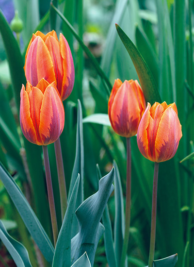 ‘Prinses Irene’ tulip (Tulipa hybrid)