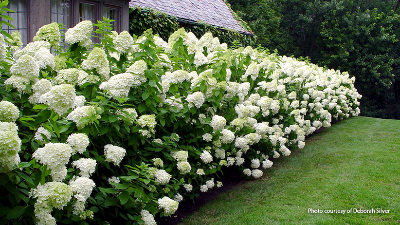 Image of Panicle hydrangea for shade