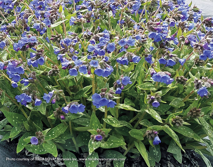2025 best new shade plants Pulmonaria Nova Cobalt Terra Nova: Add blue blooms to your shade garden beds with Nova ‘Cobalt’ pulmonaria.