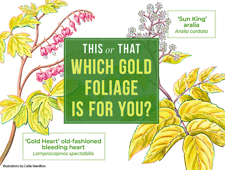 This or that: Gold foliage: ‘Gold Heart’ bleeding heart vs. ‘Sun King’ aralia.