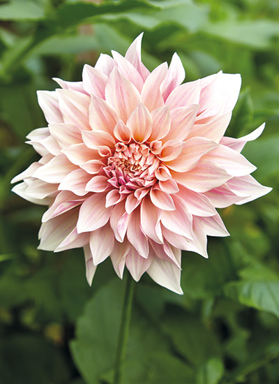 ‘Café au Lait’ dahlia (Dahlia hybrid) 