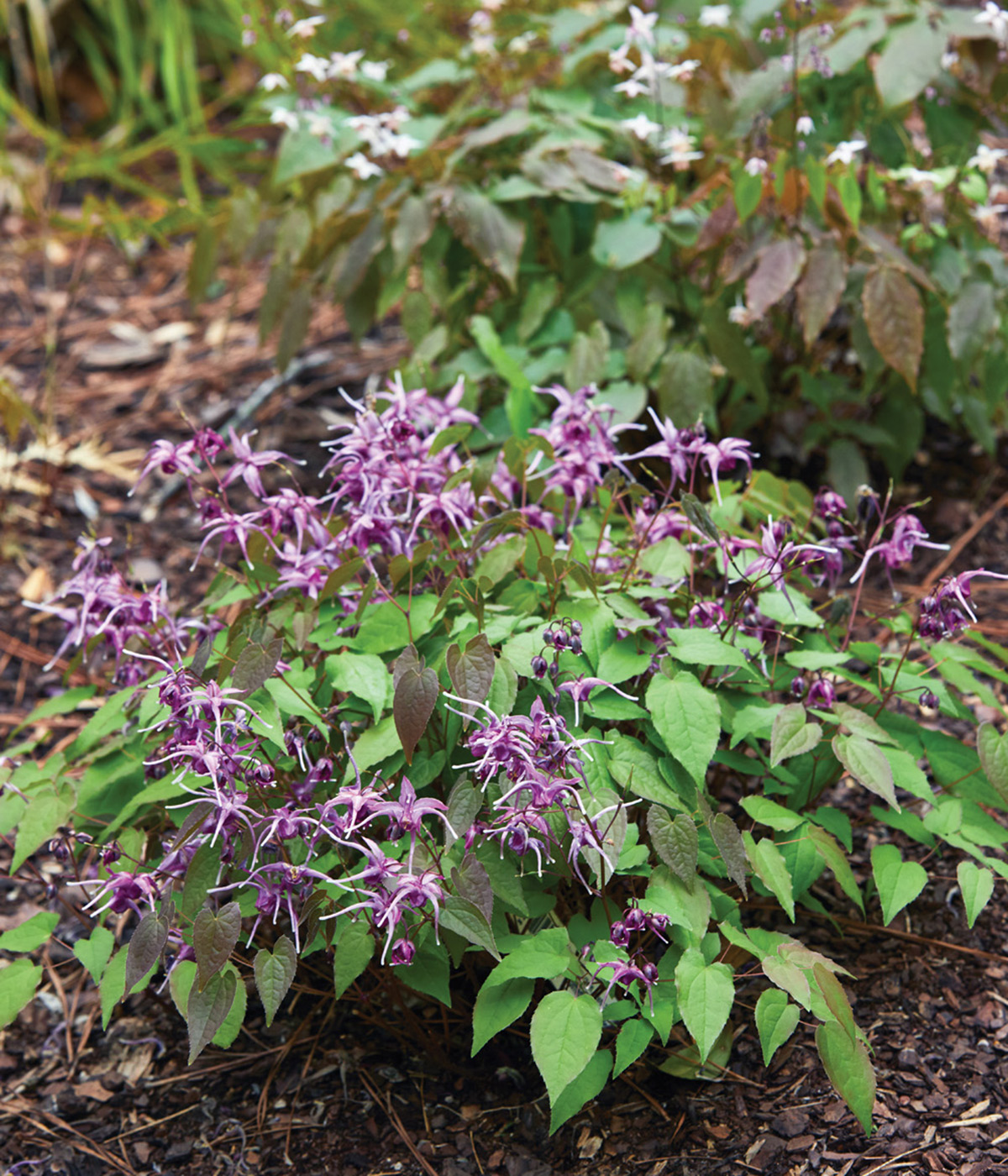 Pierres purple epimedium in garden border: ‘Pierre’s Purple’ thrives in this garden filled with lots of tree roots and visiting deer.
