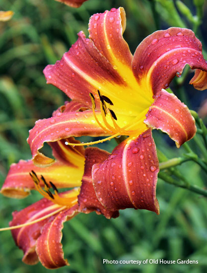 ‘Challenger’ daylily  (Hemerocallis hybrid)