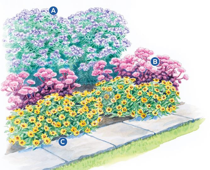 Veronia southern cross garden plan vignette: This pollinator-attracting fall combination will come alive with color and movement.