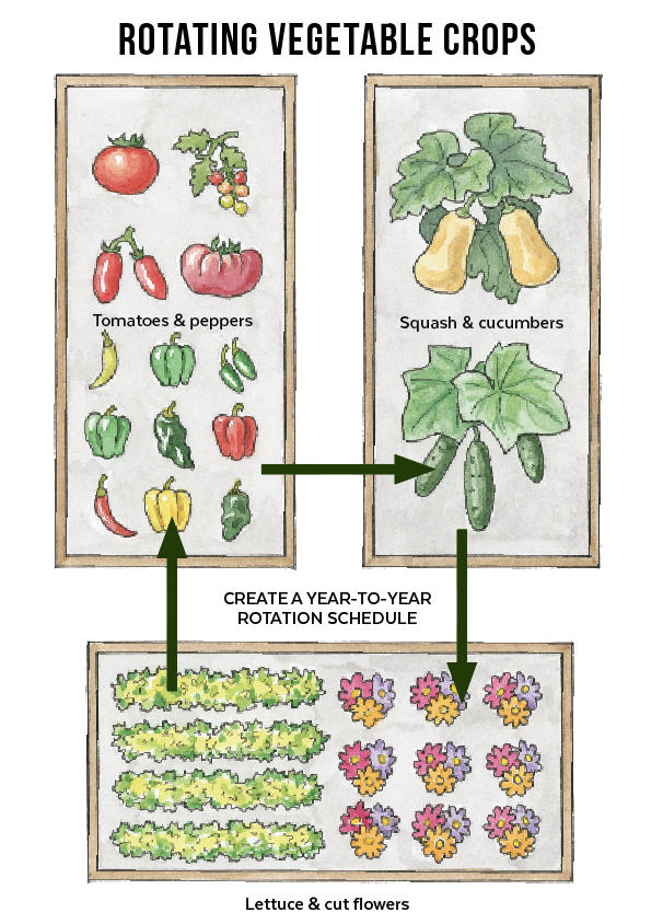 GG187 Rotating Vegetable Crops Illustration by Carlie Hamilton:  Illustration by Carlie Hamilton