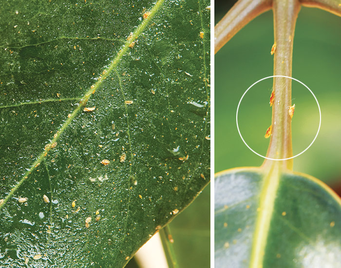 Symptoms of scale on a Schefflera leaves:  Sticky honeydew is visible on this schefflera leaf, along with the oval, brown discs covering the adult scale insect.