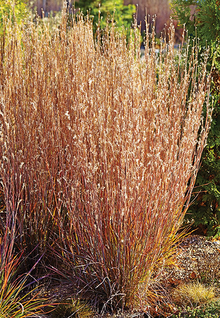Standing Ovation Little bluestem grass: ‘Standing Ovation’ little bluestem stands more upright than many, and adapts more easily to average garden soils.