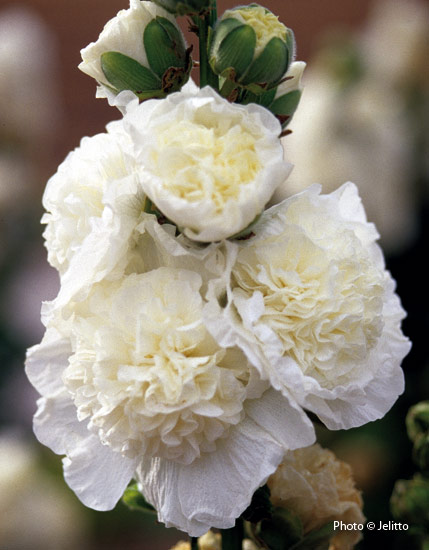 Hollyhock (Alcea rosea ‘Chater’s Double White’)