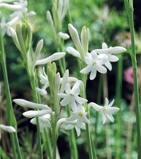 Tuberose (Polianthes tuberosa)