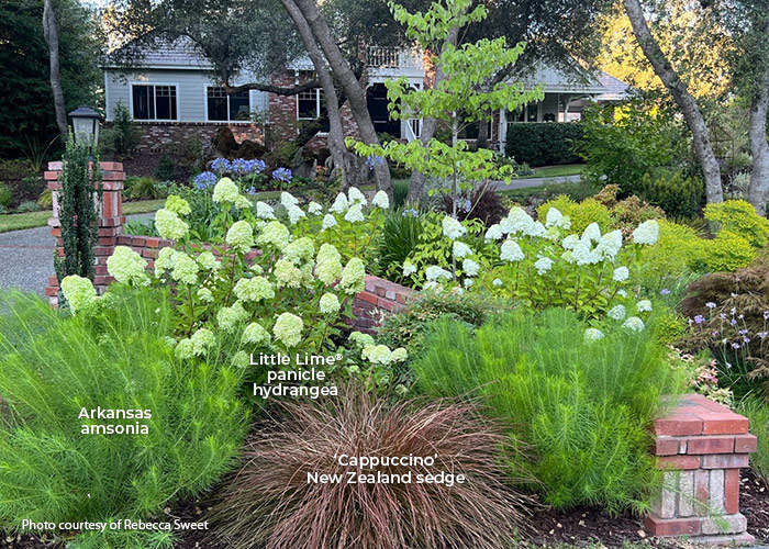 Rebecca Sweet amsonia & Little Lime hydrangea front garden bed: Choosing plants with minimal maintenance needs like this group makes it easy to have a beautiful planting, even though it’s far from the house. 
