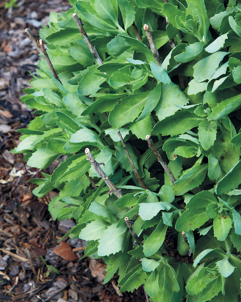 Leaving hollow sedum stem for overwintering pollinators: Leave hollow perennial stems in the garden to act as overwintering sites for pollinators. It doesn’t take most plants long in spring to cover old stems with new growth, as you can see with this sedum plant.