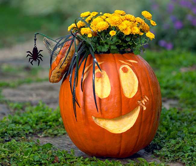 Planting a carved pumpkin