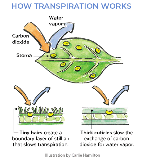 Illustration of how transpiration works on plant leaves