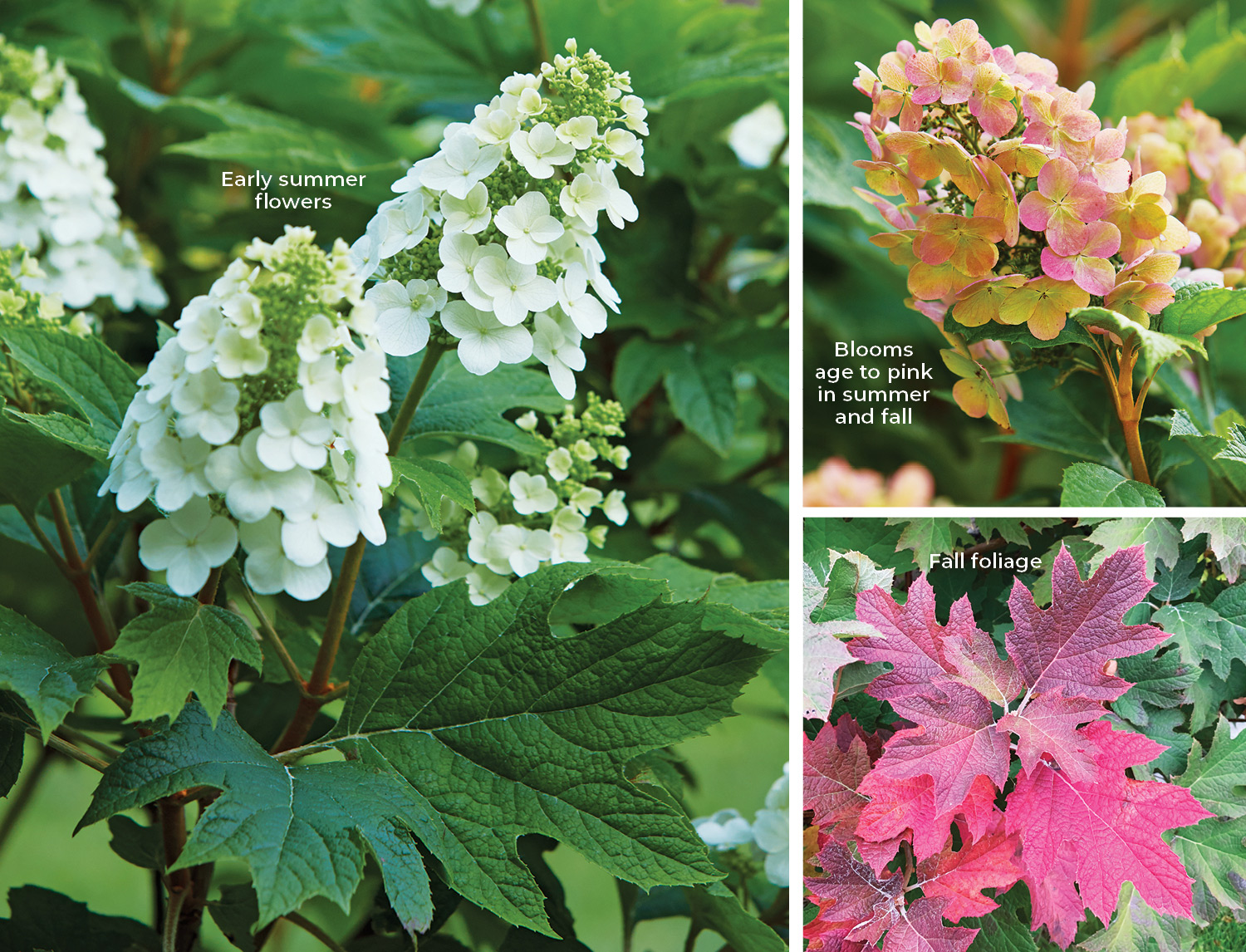 Gatsby Gal Oakleaf hydrangea: No pruning required. Oakleaf hydrangea doesn’t usually need any pruning to look great. Just remove dead stems in early spring!