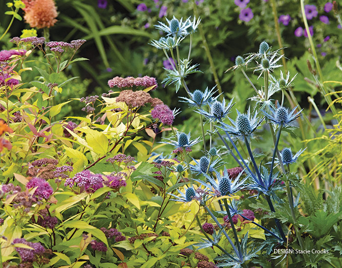 Sea Holly Design by Stacie Crooks Garden Design: Long sea holly stems can lean if they’re growing in rich soil, but with a few sturdy growing companions close by, the flowers will stay up where you can see them.