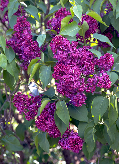 Common lilac (Syringa vulgaris)