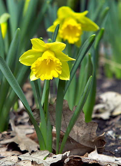 Daffodil (Narcissus spp. and hybrids)