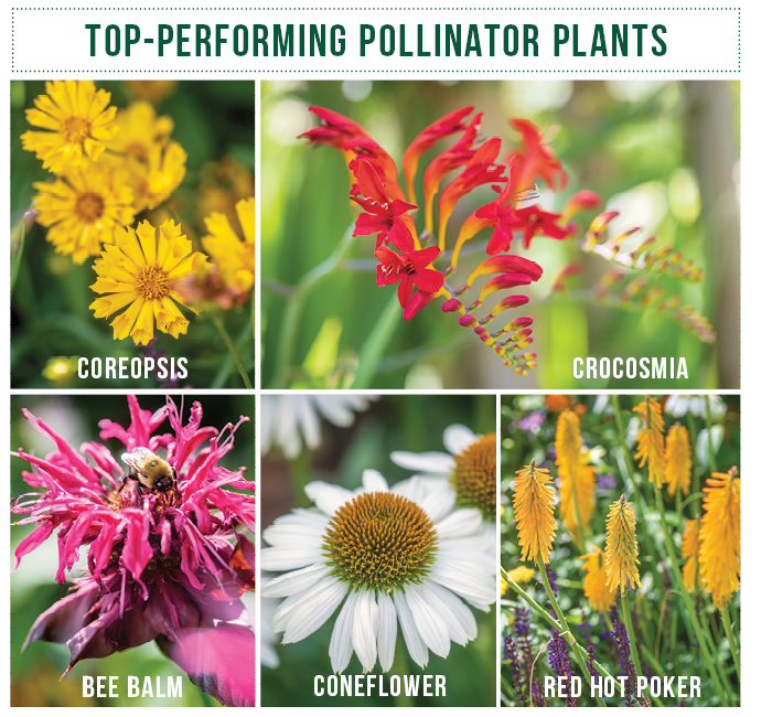 pollinator plants collage: Anne loves providing plants for pollinators, see a few of her favorites here.