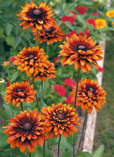 Moroccan Sun Mix rudbeckia (Rudbeckia hirta)