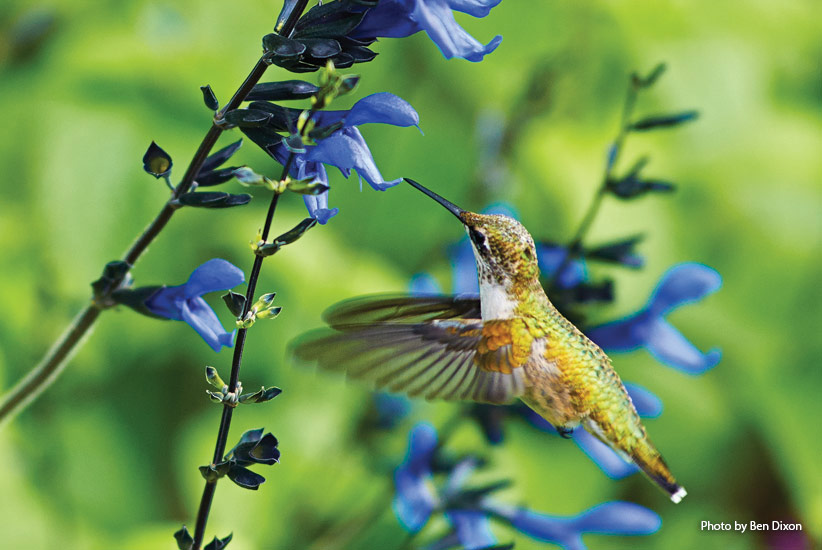 10-plants-attract-hummingbirds-Salvia: Salvias in general are great plants for hummingbirds and butterflies, but this ‘Black and Blue’ cultivar is one of their favorites!