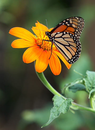 Mexican sunflower (Tithonia rotundifolia)