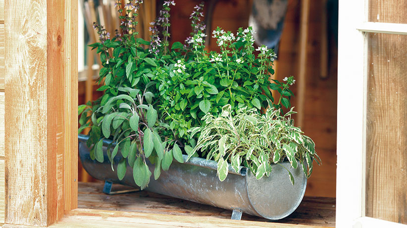 Ideas For Growing Herbs In Pots, What Size Pot For Herb Garden