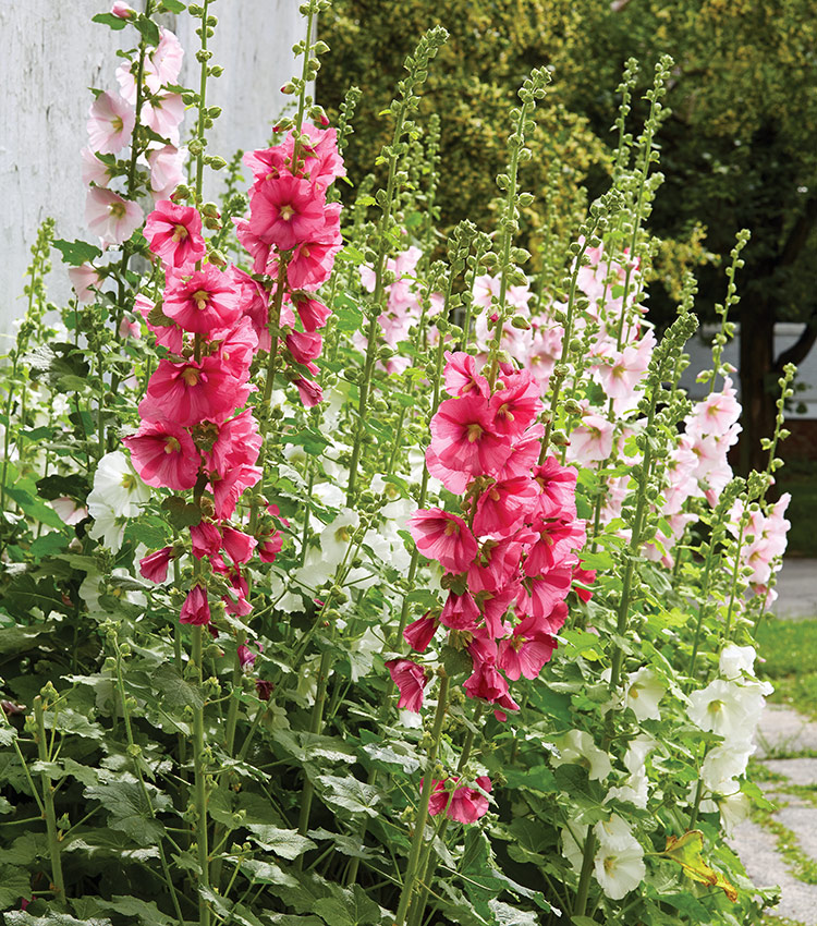 Hollyhock lead: This stand of hollyhocks in shades of pink makes a bold statement along a pathway planting, and pollinators will love it too!