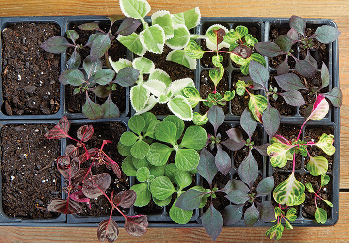 plant cuttings in a nursery flat: Just one stem from your favorite plant provides plenty of cuttings to fill a multipacks.