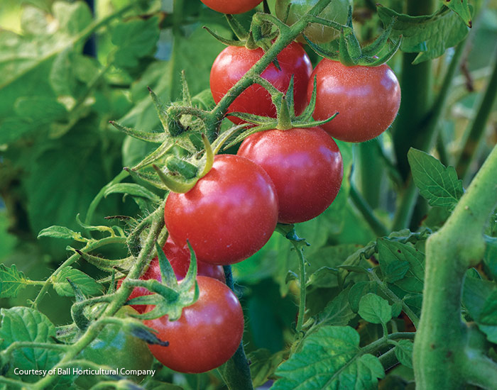 Unicorn Tomato 2025 Courtesy of Ball Horticultural Company: Unicorn Pink provides lots of  sweet tomatoes to snack on and has disease-resistant foliage. 