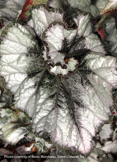 'Smokey Eyes' Rex begonia (Begonia hybrid)