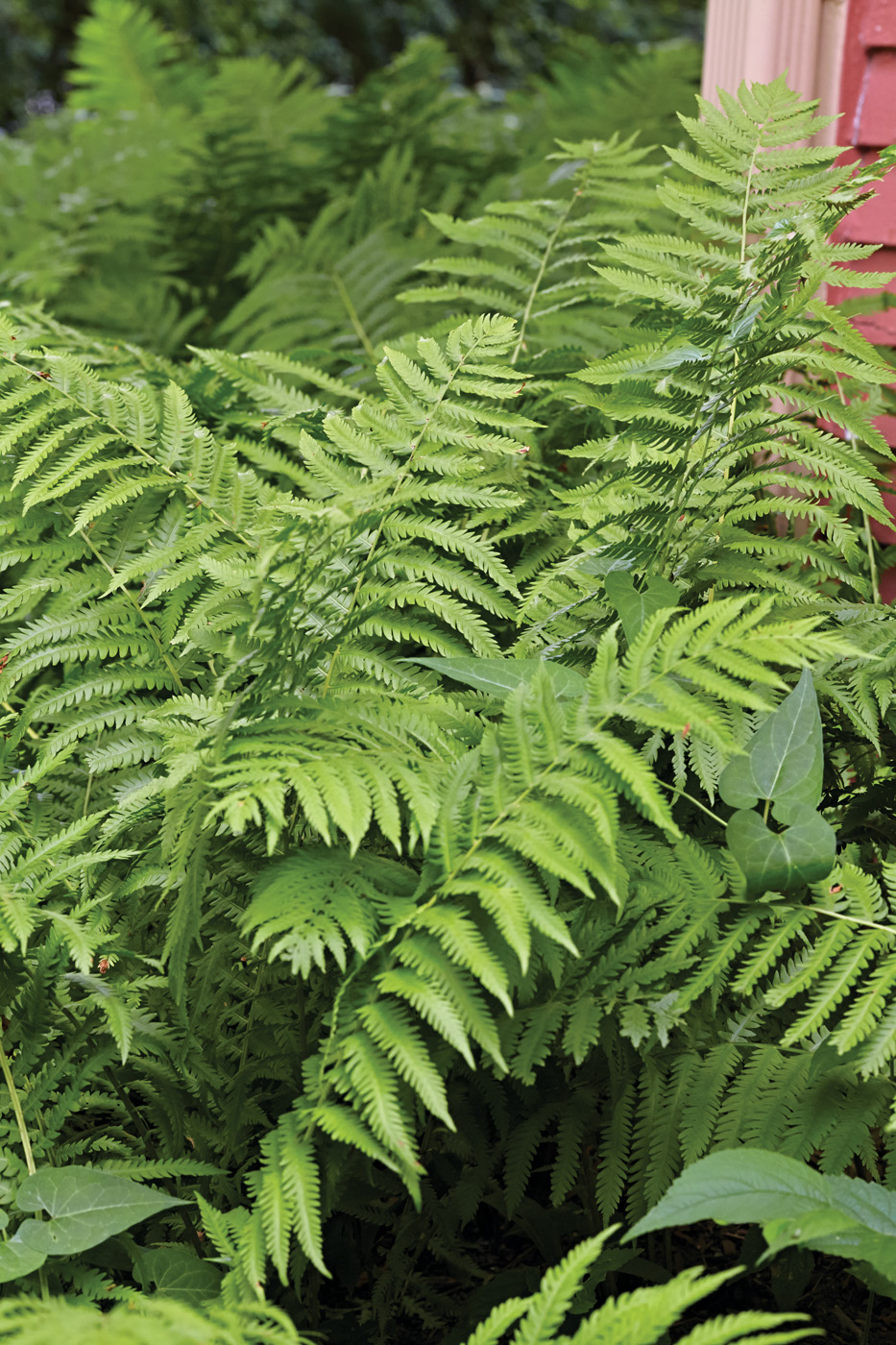 GG179 TP 03 gaht1467 Ostrich fern: Spreading by underground rhizomes, ostrich fern is a resilient shade-garden staple.