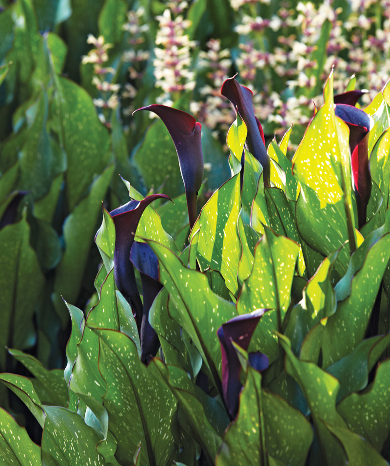 Edge of Night calla lily: ‘Edge of Night’ calla lily is also sold under the name ‘Black Star’.
