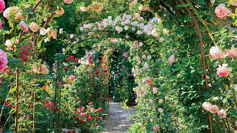 Create A Beautiful Rose Garden, How To Make A Rose Garden Design