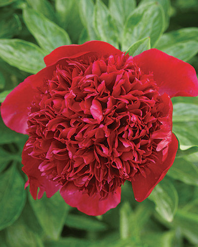 'Red Charm' (Paeonia hybrid)