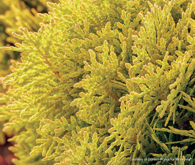 Golden Child arborvitae photo by Doreen Wynja for Monrovia: The gold foilage of this new arborvitae will keep borders bright and colorful all year.  