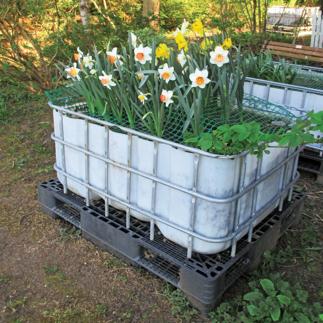 GG176 TIPS 02: These upcycled IBC tanks were the perfect inexpensive way to create accessible raised garden beds. Sheryl chose to place them on top of plastic pallets to bring them up to hip height. 