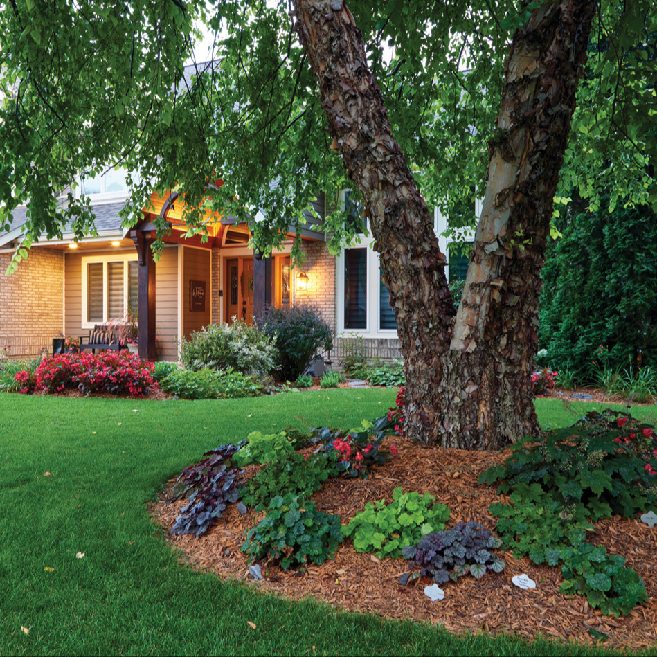 GG185 RGA Olson's Front garden bed with hostas: A fresh layer of mulch in this bed every spring keeps weeding and watering chores manageable.