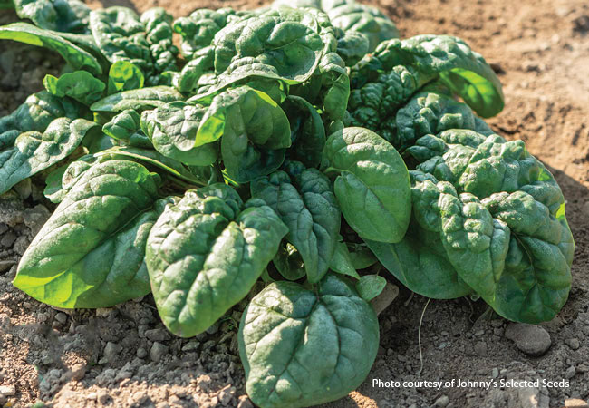 Equinox Spinach from Johnny's Selected Seeds: ‘Equinox’ spinach is fast growing and slow to bolt. 