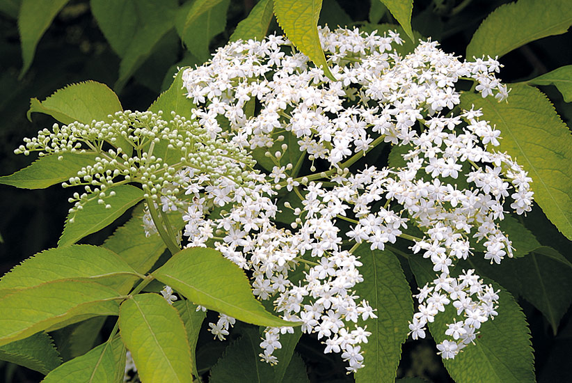 Elderberry (Sambucus canadensis ‘Adams’)