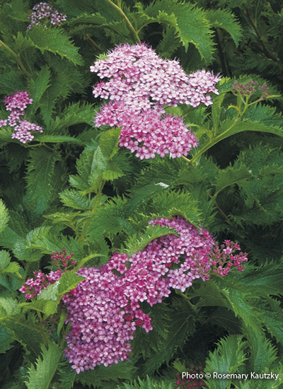 'Crispa' spirea (Spiraea japonica)