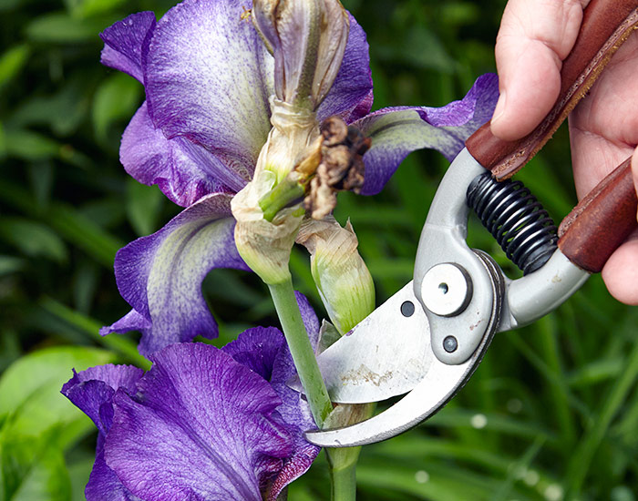 Deadheading bearded iris with pruners: Bearded iris blooms are staggered along the stem and fade at different times. Cut off the spent ones so they don't detract from the show. 