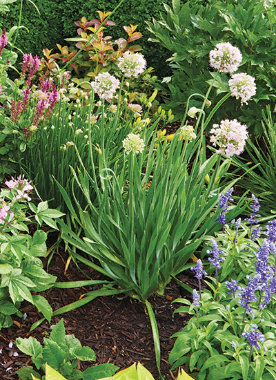 ‘Millenium’ allium (Allium hybrid)