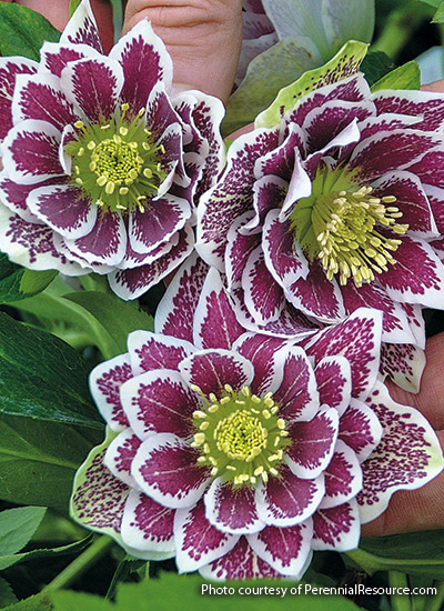 ‘Shotgun Wedding’ hellebore (Helleborus x hybridus)