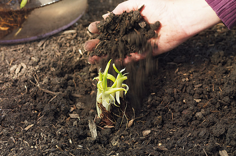 ht-p-bare-root-perennials-pot-or-ground-5