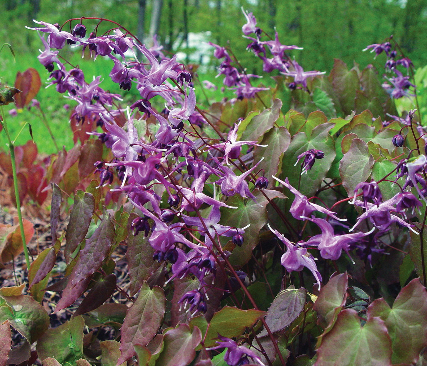 Lilafee epimedium courtesy of Karen Perkins, Garden Vision Epimediums: Photo courtesy of Karen Perkins, Garden Vision Epimediums