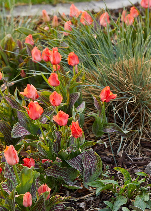 Bulbs on a budget tulips: Tuck bulbs in with perennials for a longer season of color. Strappy foliage, such as ornamental grasses, can help hide these tulips’ fading leaves.
